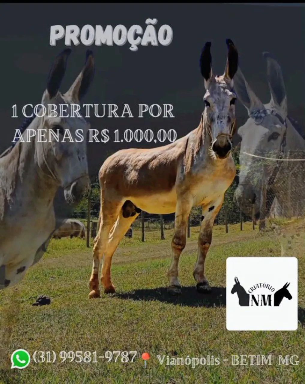 Jumento pêga cobertura 
