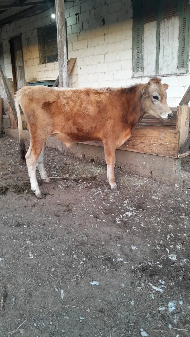 Bezerra Jersey