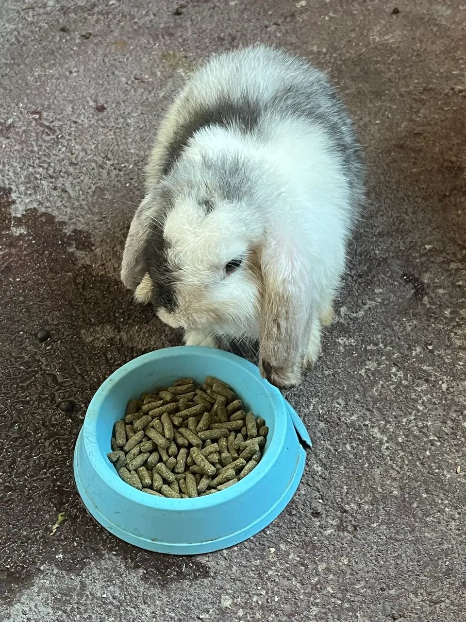 Vendo coelho Mini loop casal  - Foto 2