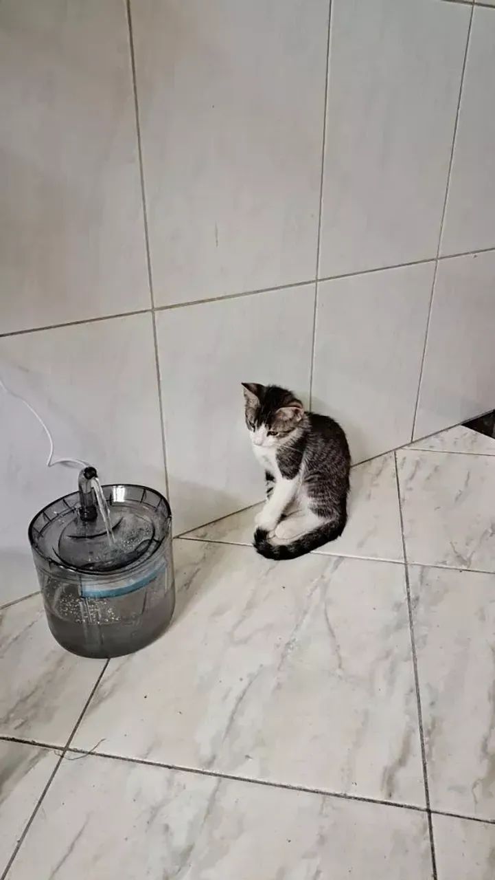 Fonte de Água Automática Pet - Foto 3