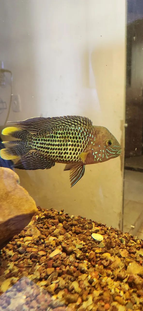 Green terror