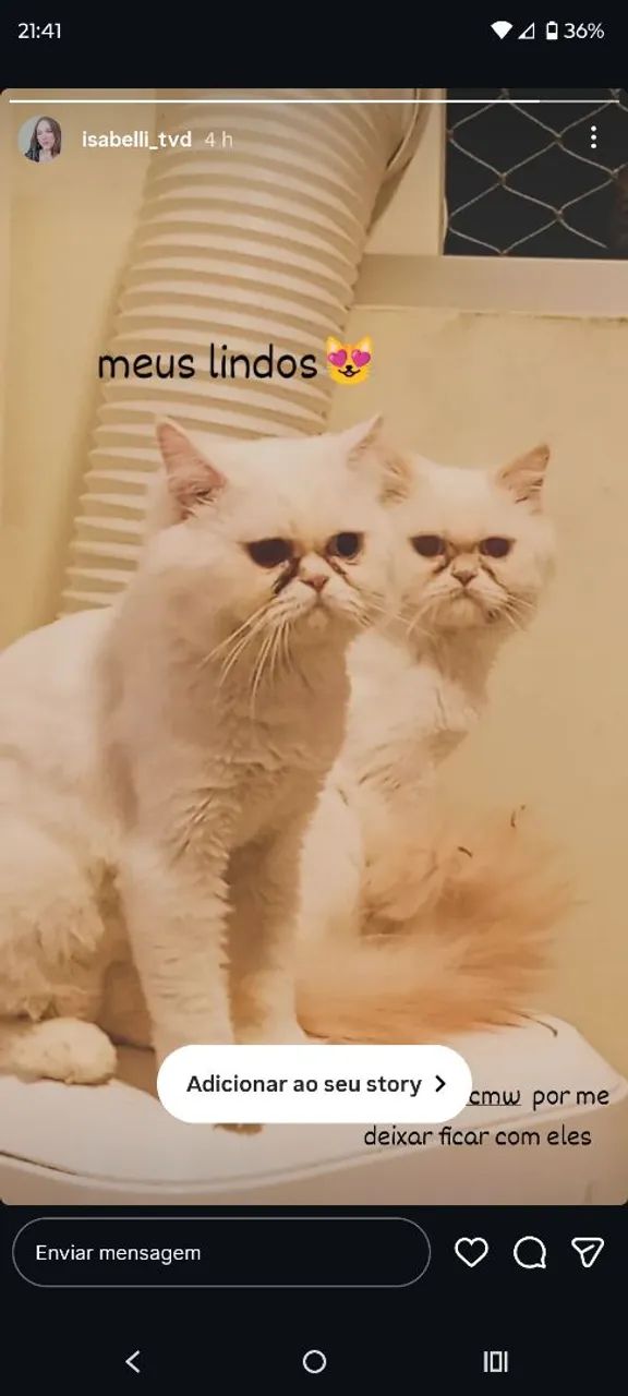 2 gatos persa fêmea e macho