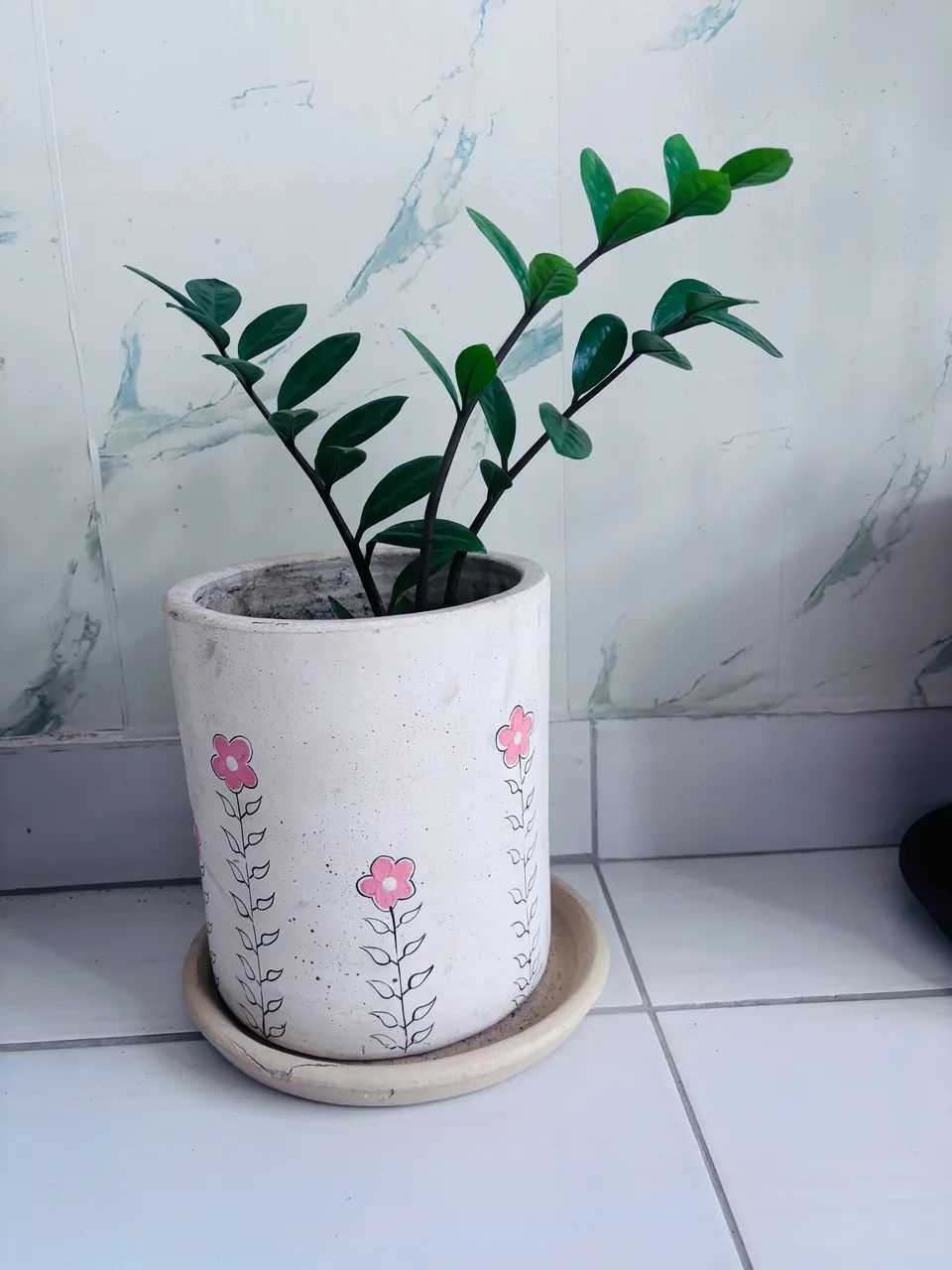 Zamioculcas - Foto 2