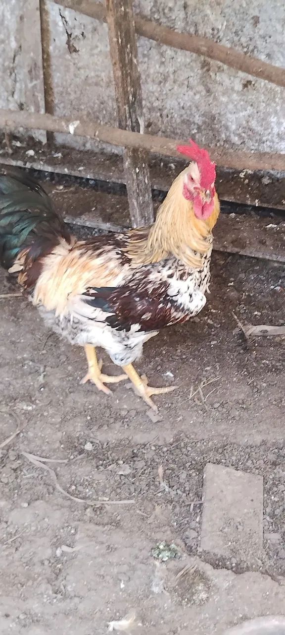Lindas galinhas 1 ano, e um  frango 7 meses, - Foto 5