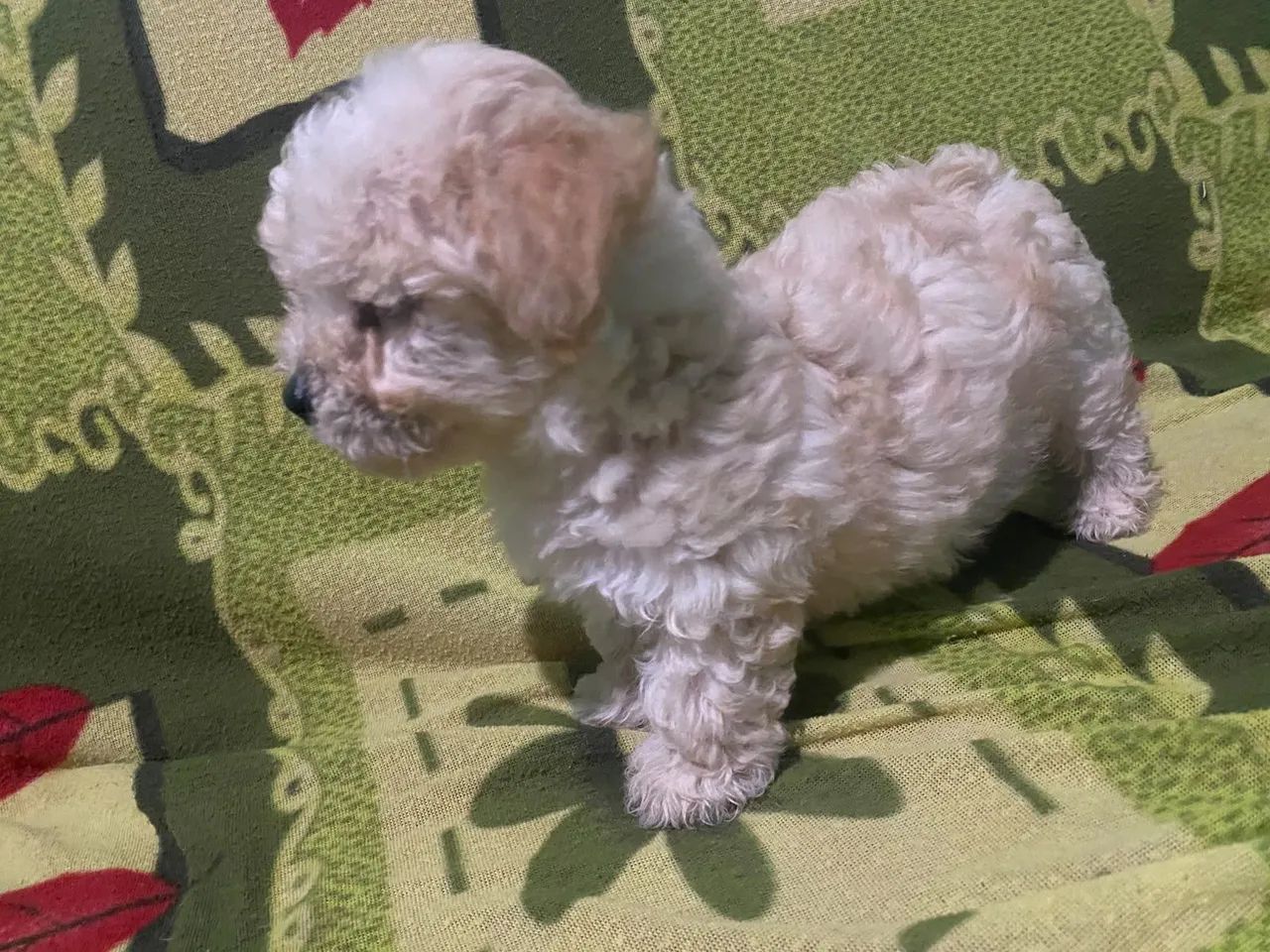 Poodle toy por R$ 650 - Foto 5