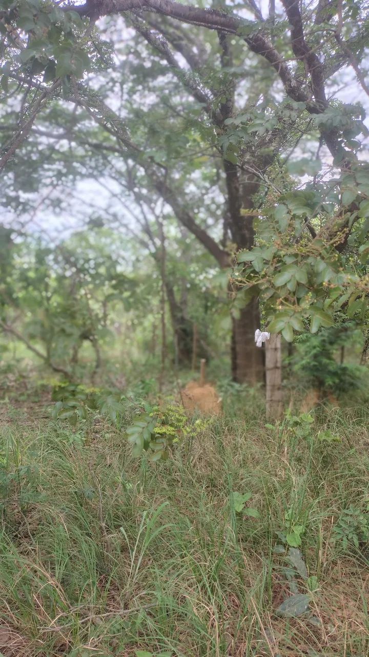 Imóvel Rural a Venda  - Foto 5