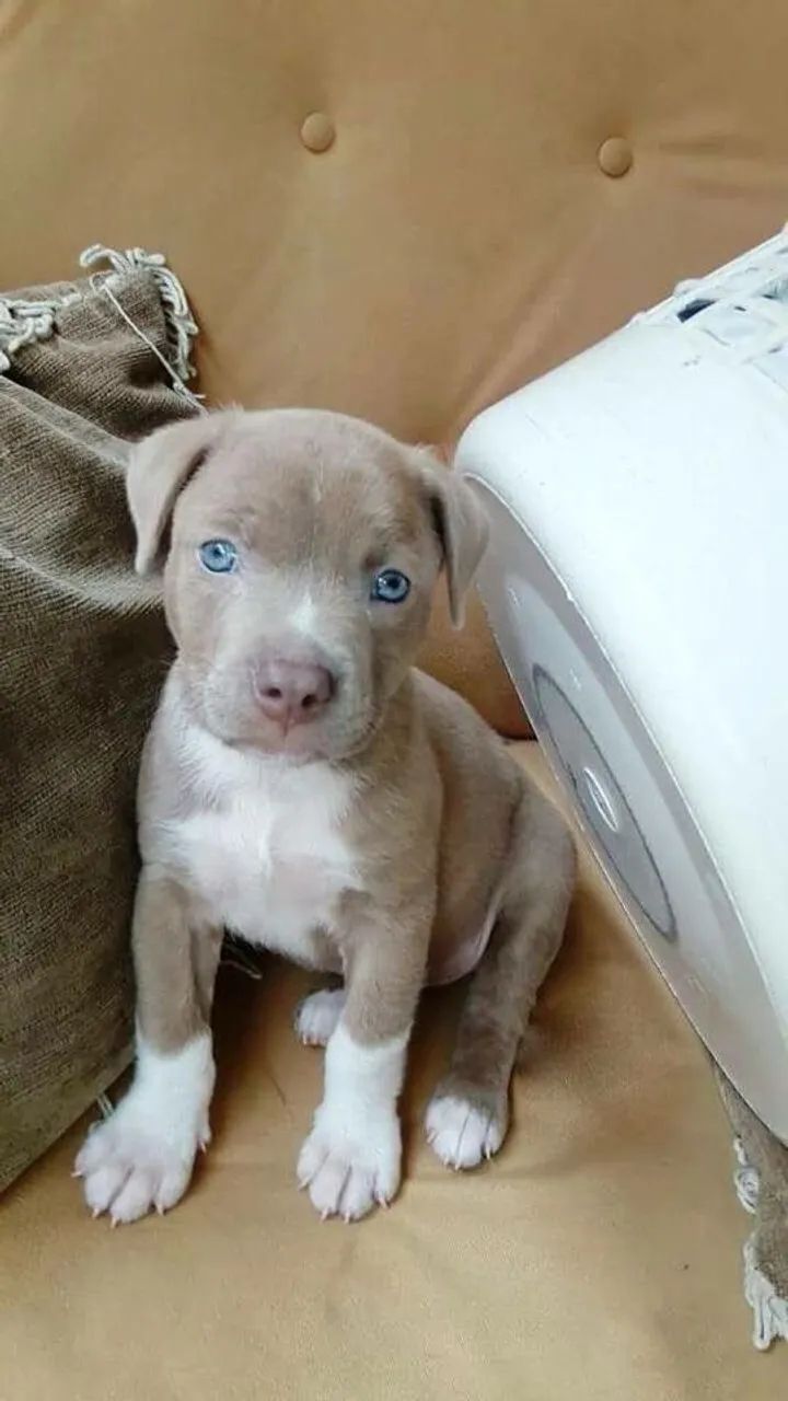 Pitbull - Filhotes Criados Com Muito Carinho 