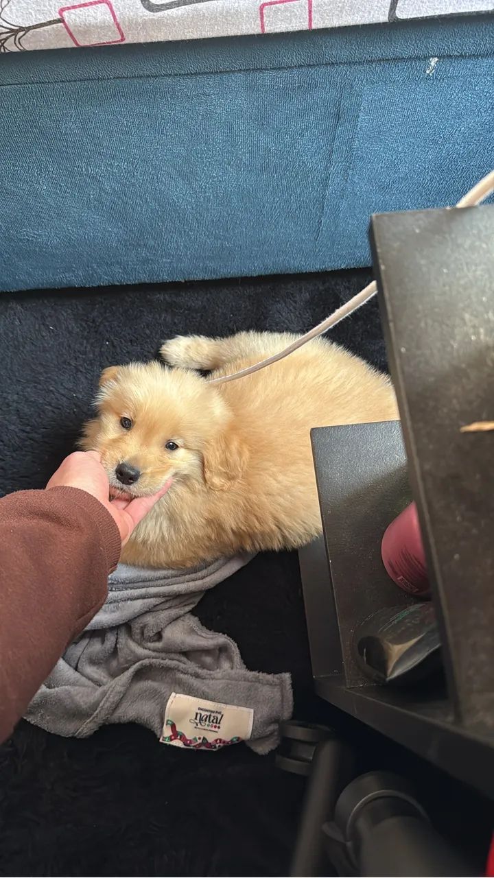 Golden retriever macho  - Foto 3