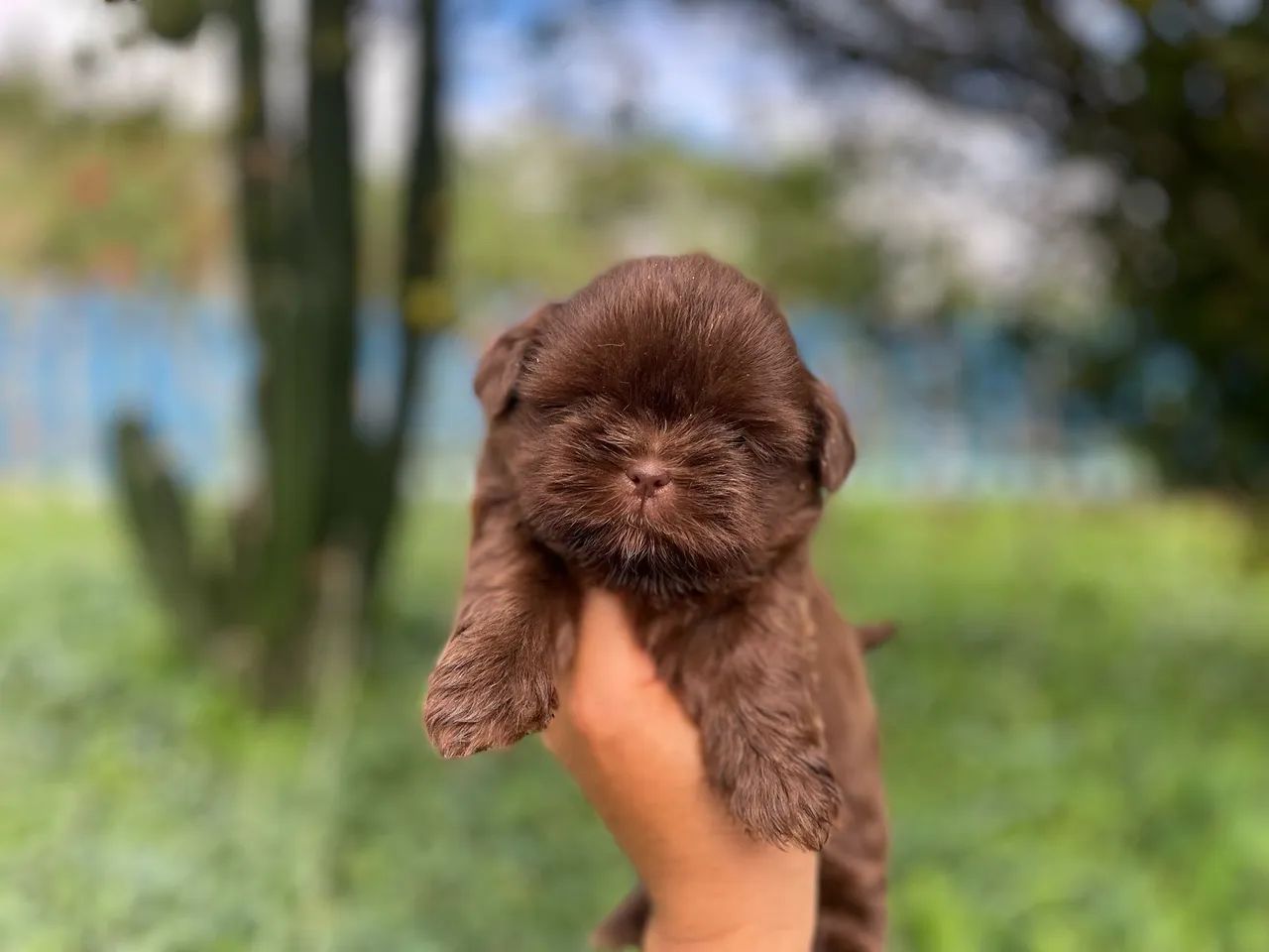 Belos Lulu com pedigree microchip 