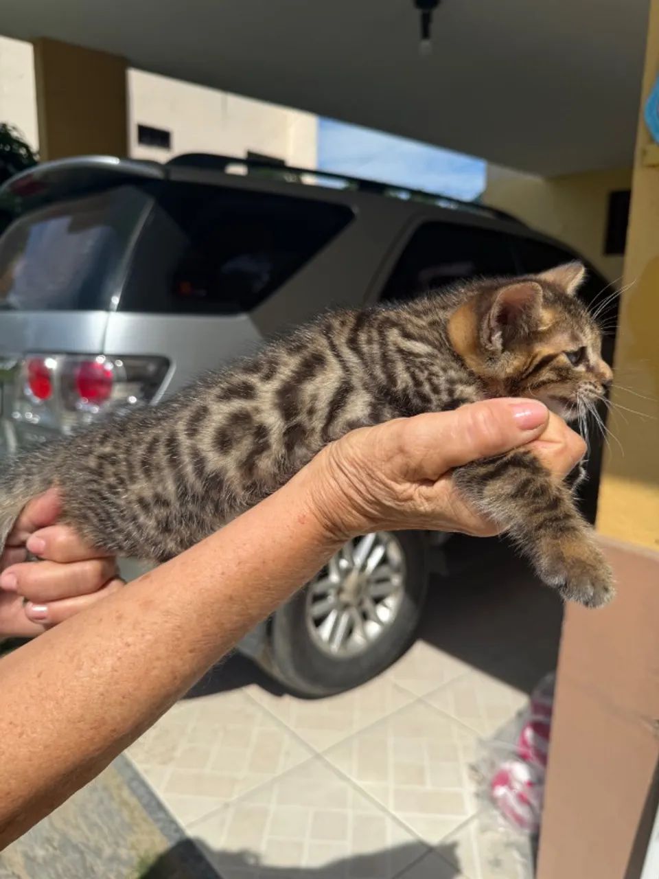 Gato de Bengala Filhote - Foto 5
