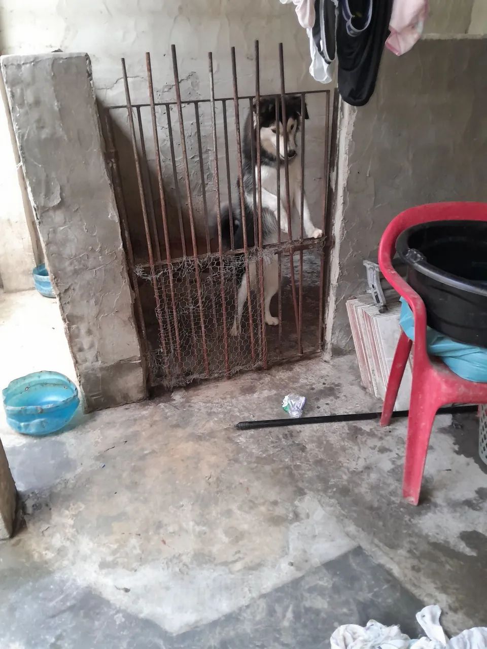 Vendo uma cachorra husky siberiano 
