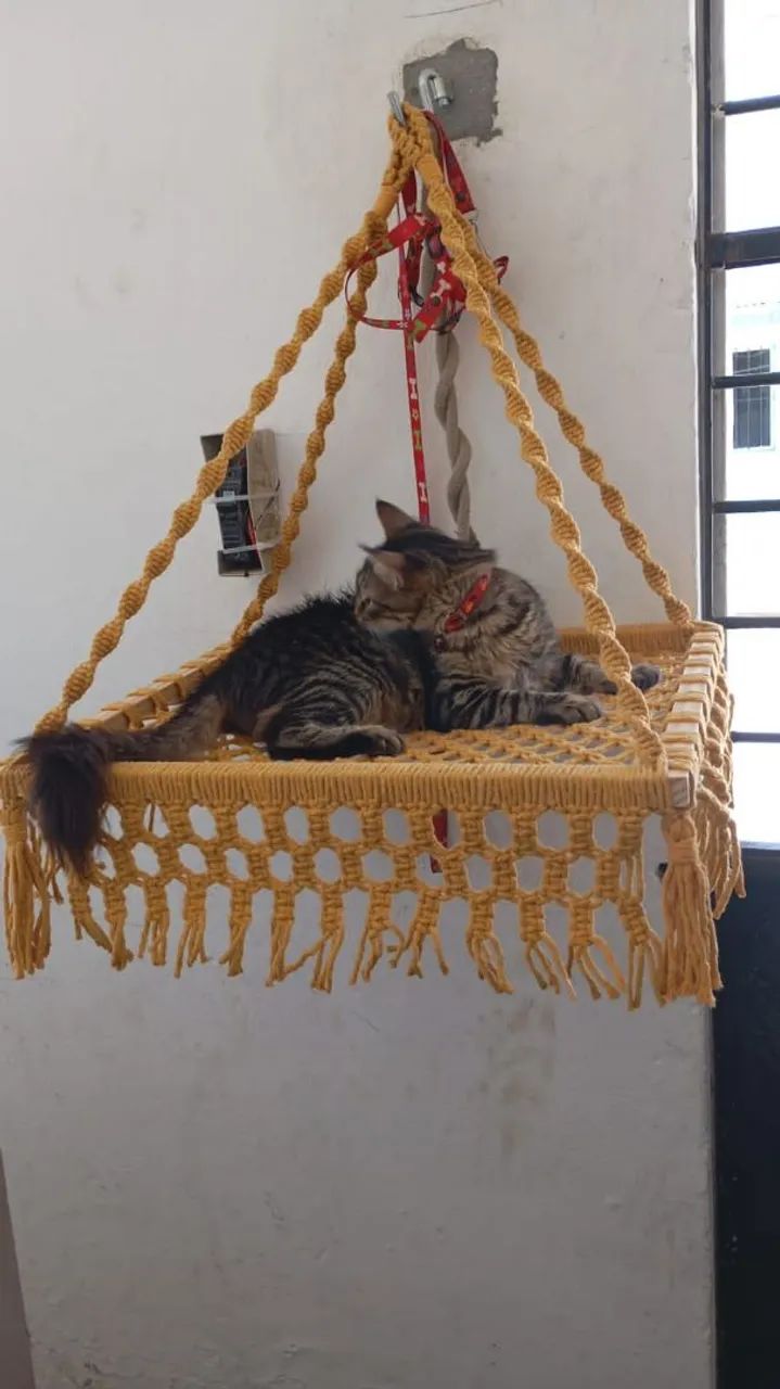 Caminha de gato  - Foto 3