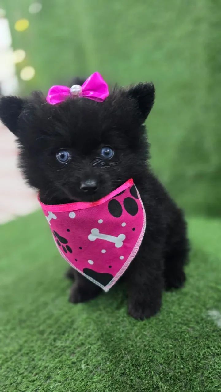 Filhotes de Pomsky