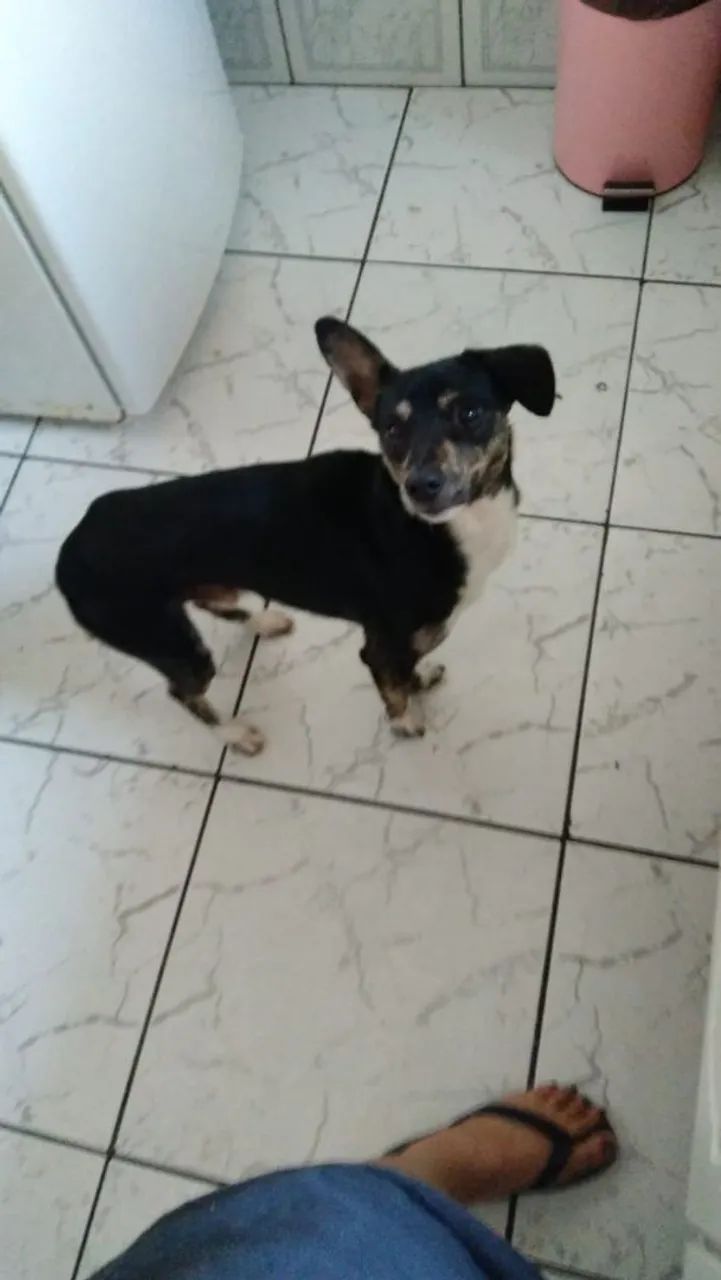 cachorro/cão Doação 