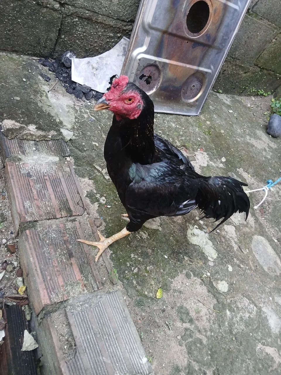 Frango  - Foto 3