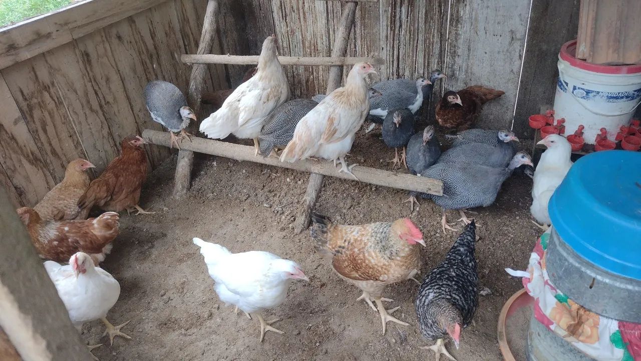 Marrecos Rouen, Galinhas Caipira e Angola  - Foto 6