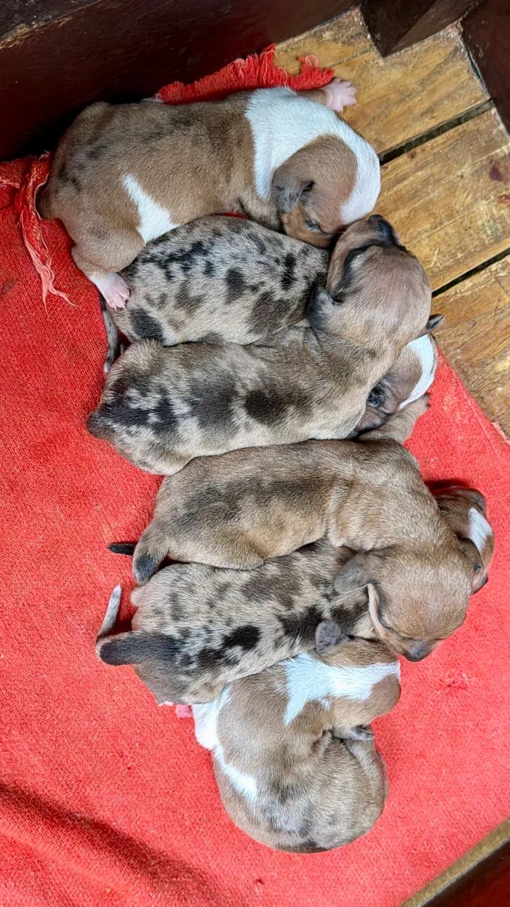 Cachorro Cofap - Foto 4