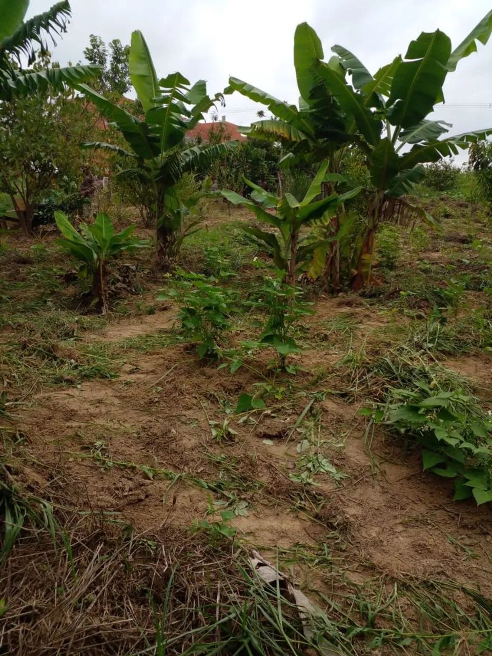 Vendo terreno de chácara  - Foto 3