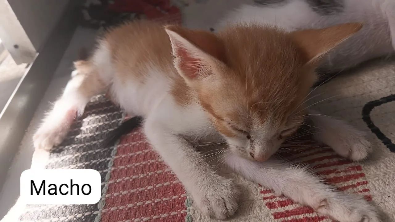 Lindos gatinhos ? - Foto 3
