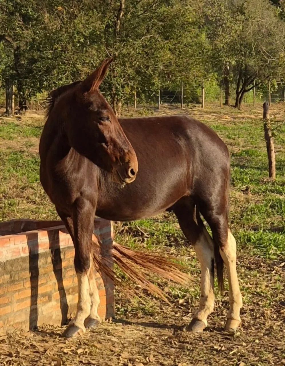 Muares burro mula