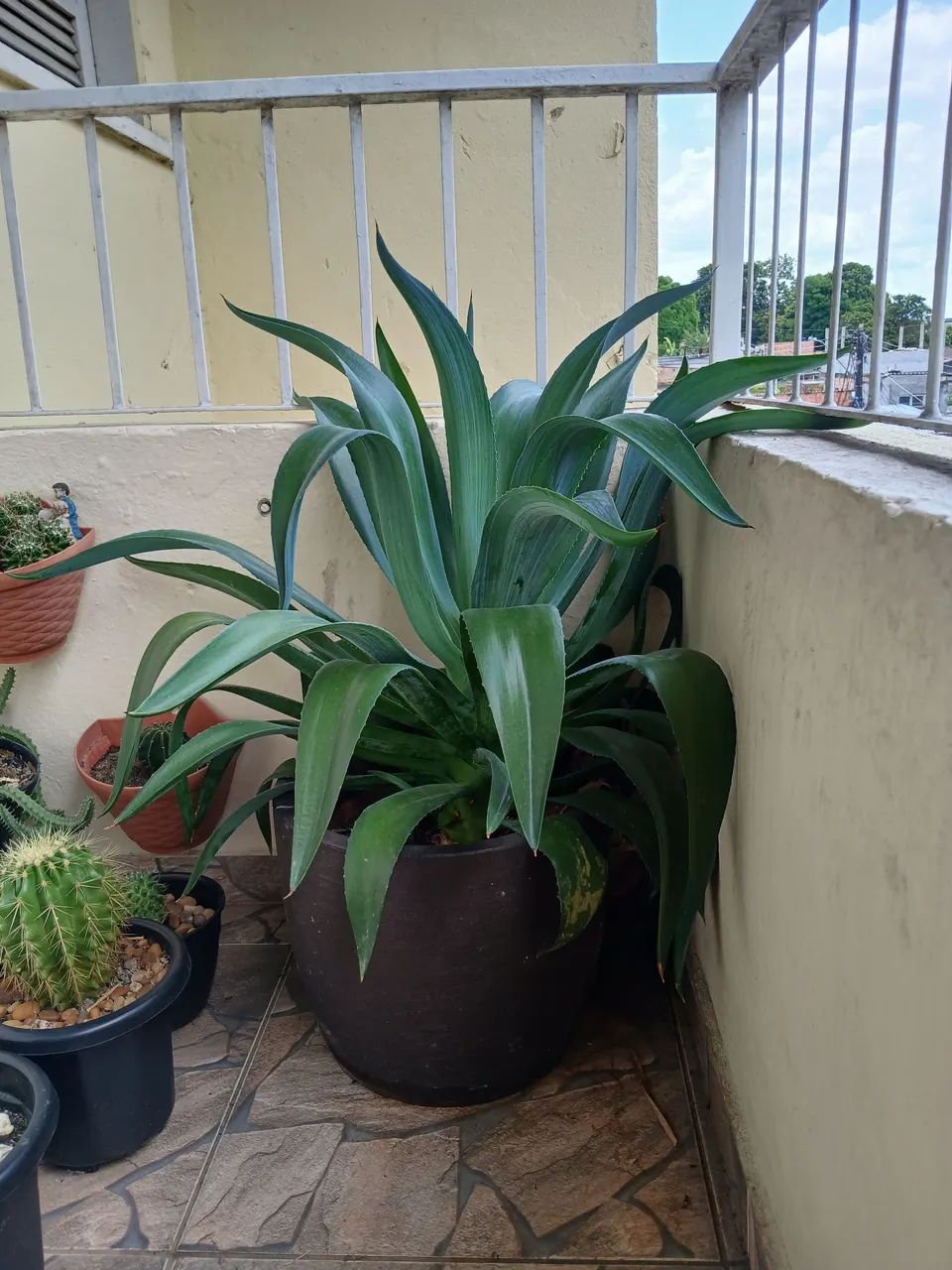 Agave  - Foto 3