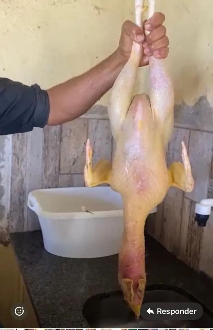 GALINHAS CAIPIRAS E OVOS Á VENDA - Foto 3