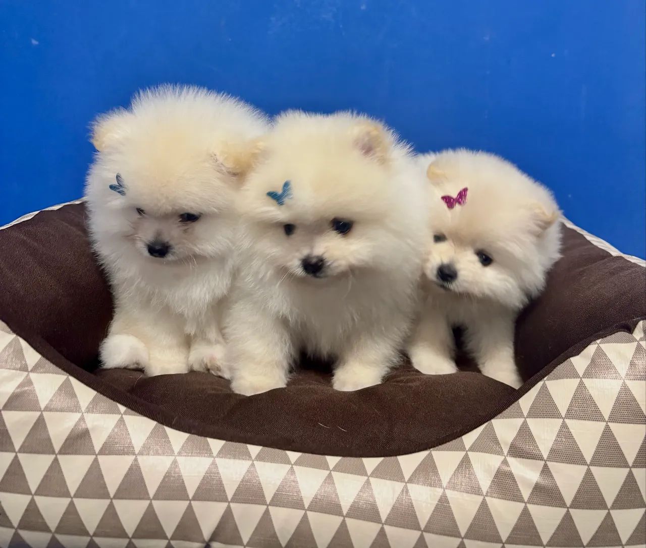 Spitz alemão  - Foto 2