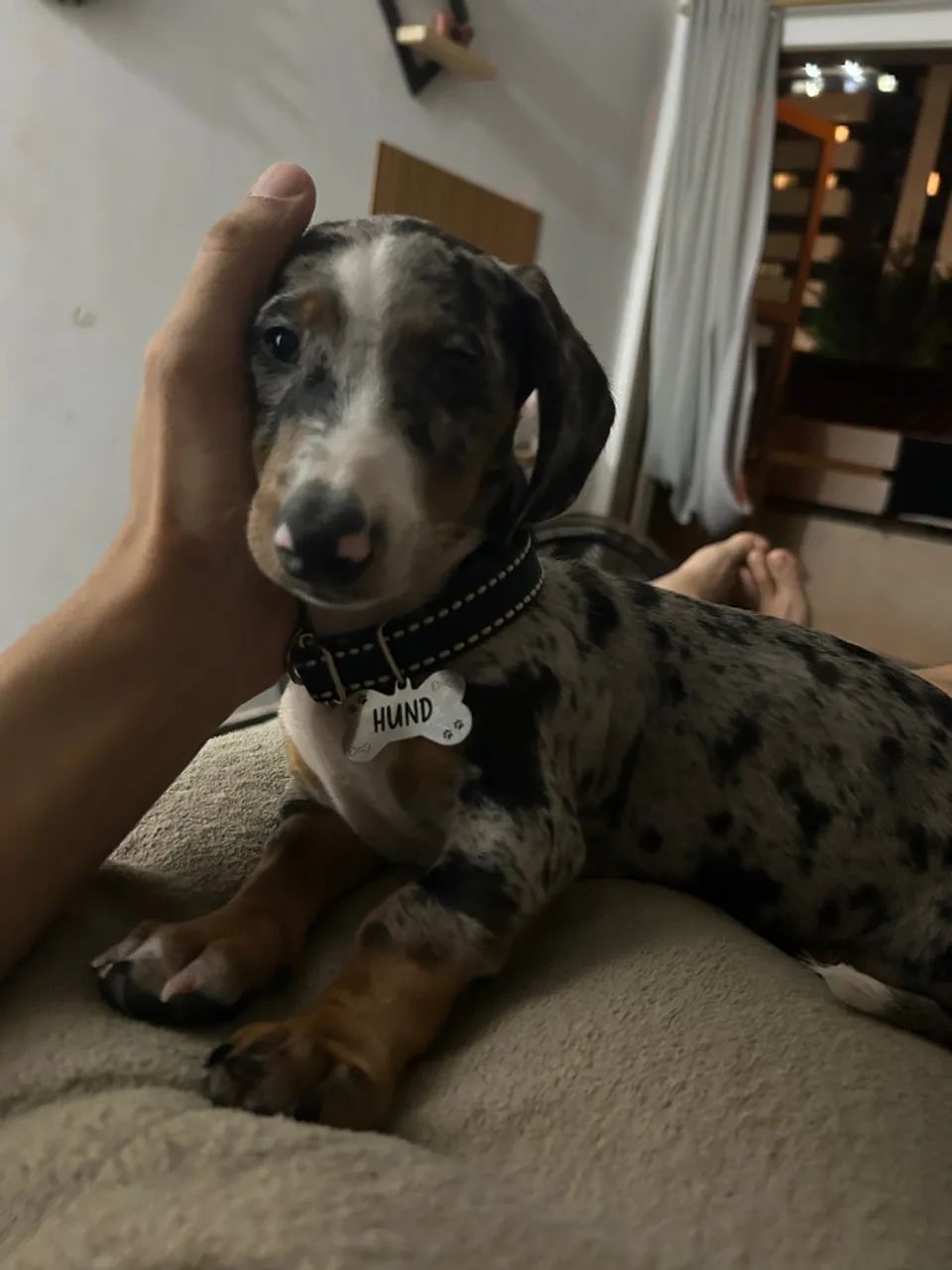 Vendo Salsichinha mofado 2.500 - Foto 2