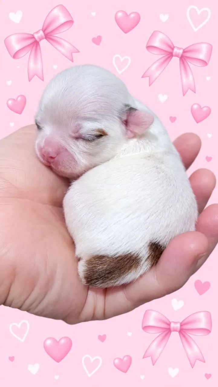 Fêmea muito mini disponível para reserva  - Foto 3