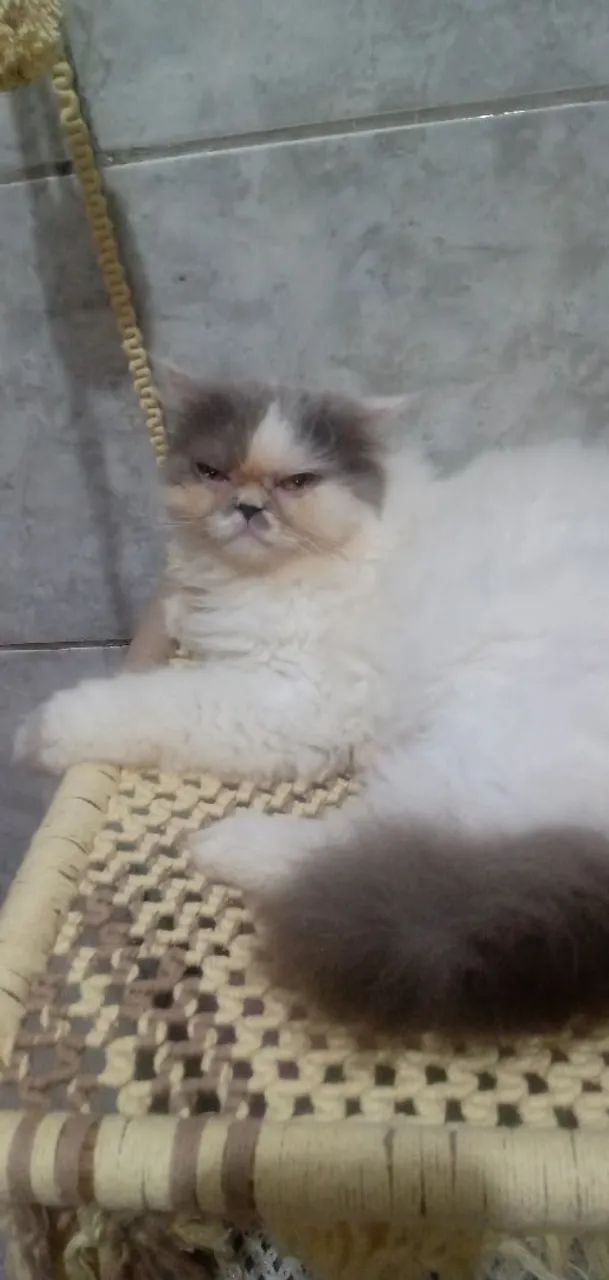 Cama macramé suspensa pra gatos - Foto 3