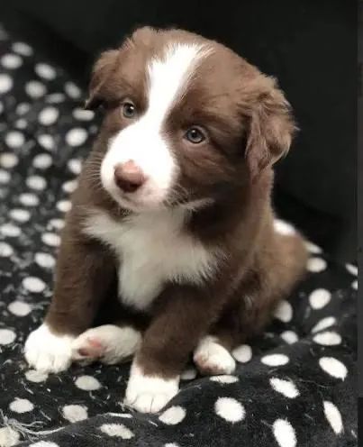 Border collie com benefícios e garantias oferecidos 