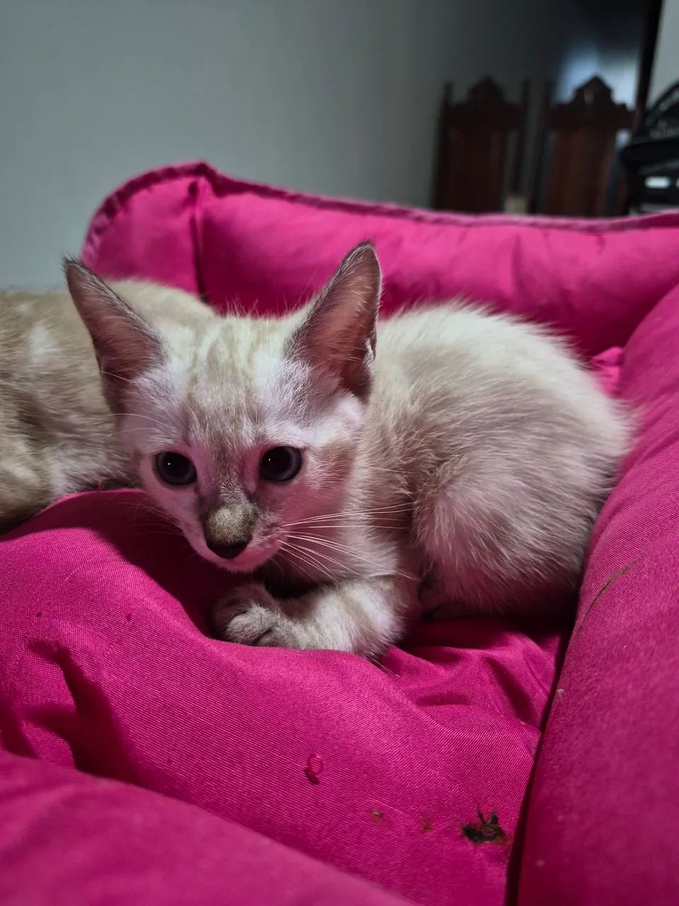 Doação de gatinhas - Foto 3