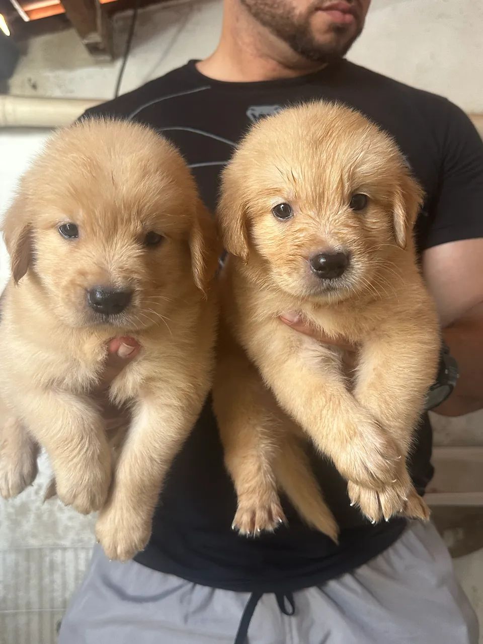 Golden Retriever com pedigree  - Foto 2