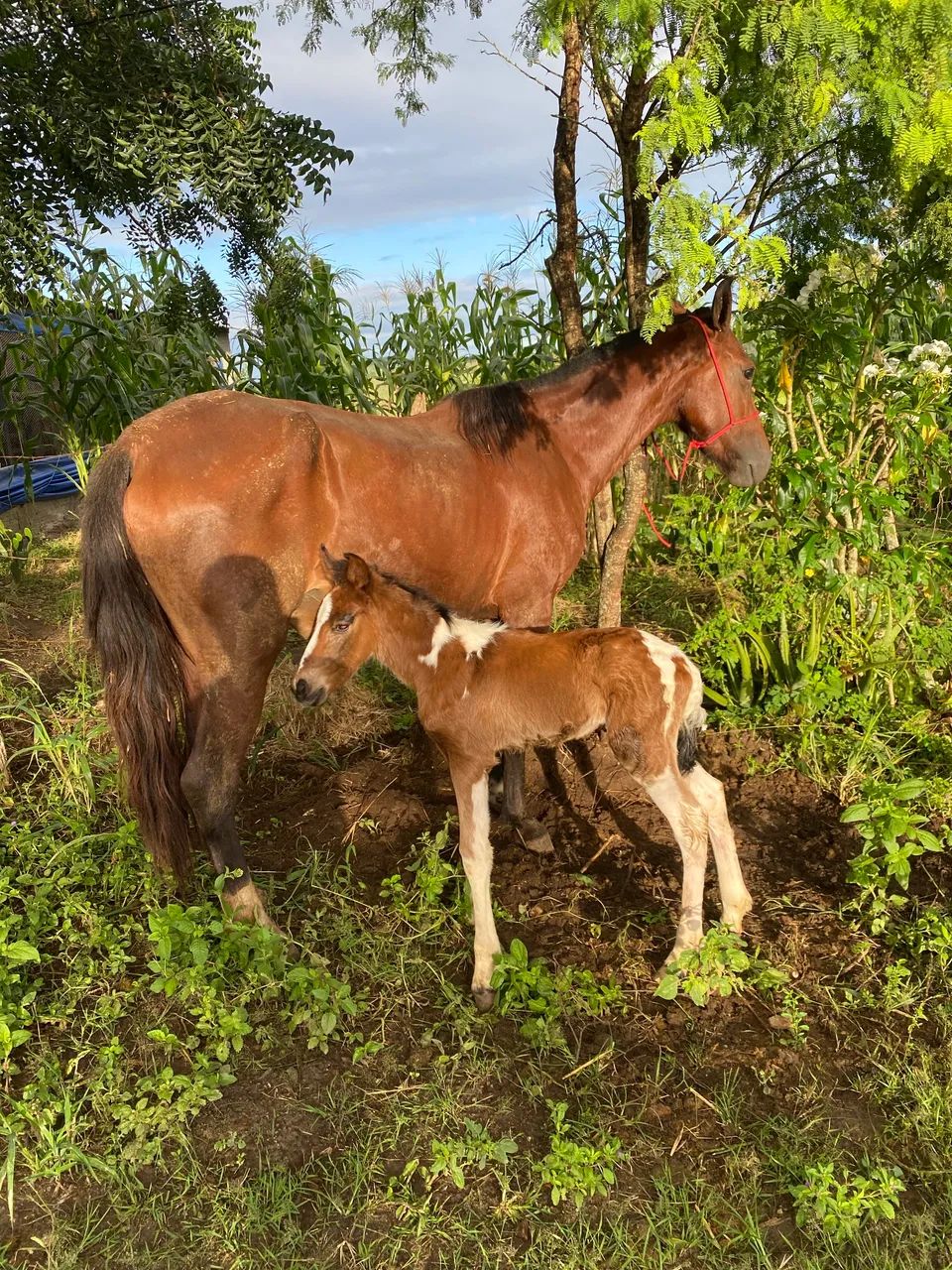 Potro Mangalarga Marchador Pampa Registrado | Bisneto de Amado Ipê e Favacho Único - Foto 2