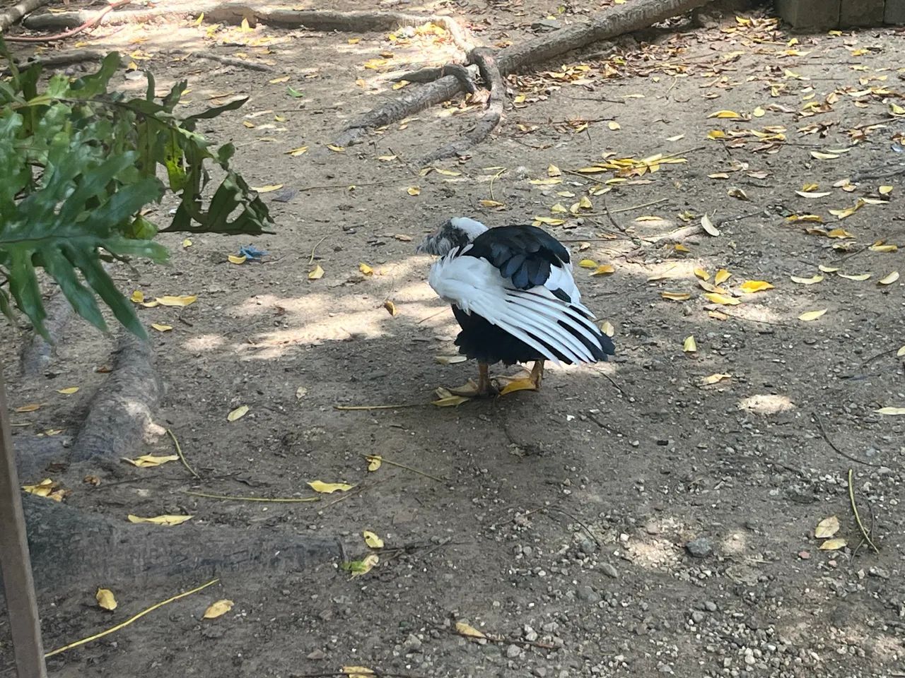 2 patas e um pato jovem em prostura 