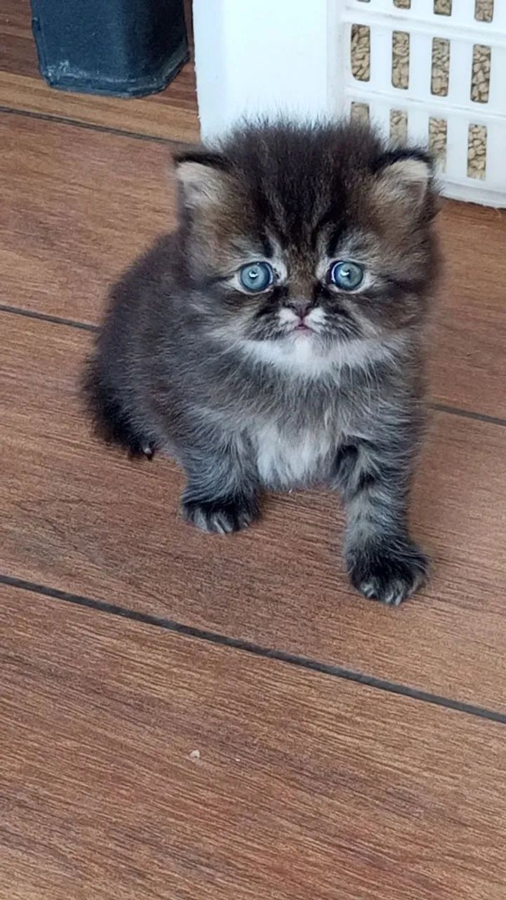 Gatinha Persa Tortie Dool Face