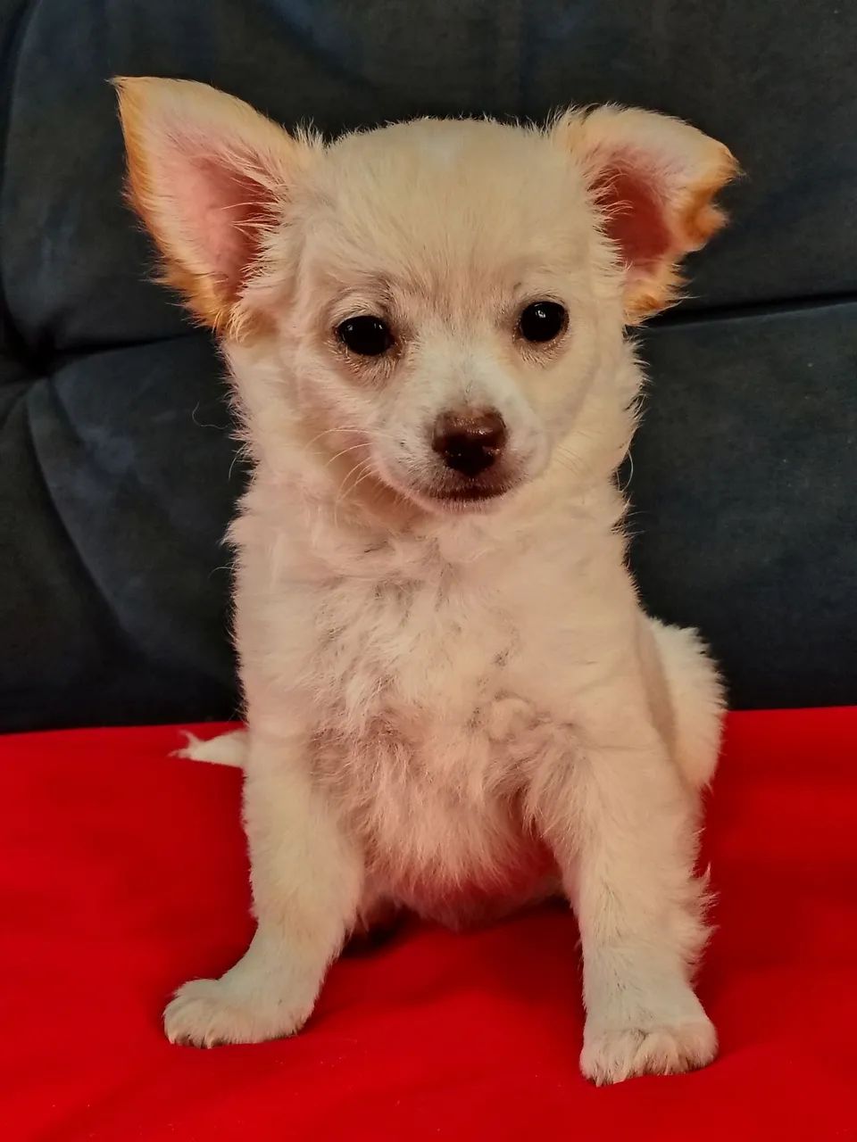 Chihuahua  - Foto 3