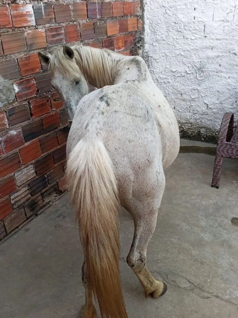 Égua  - Foto 3