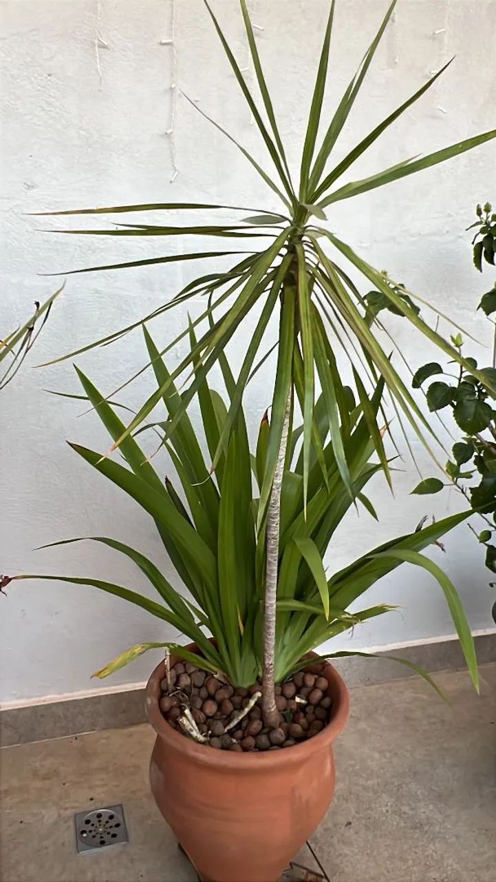 Plantas  - Foto 2