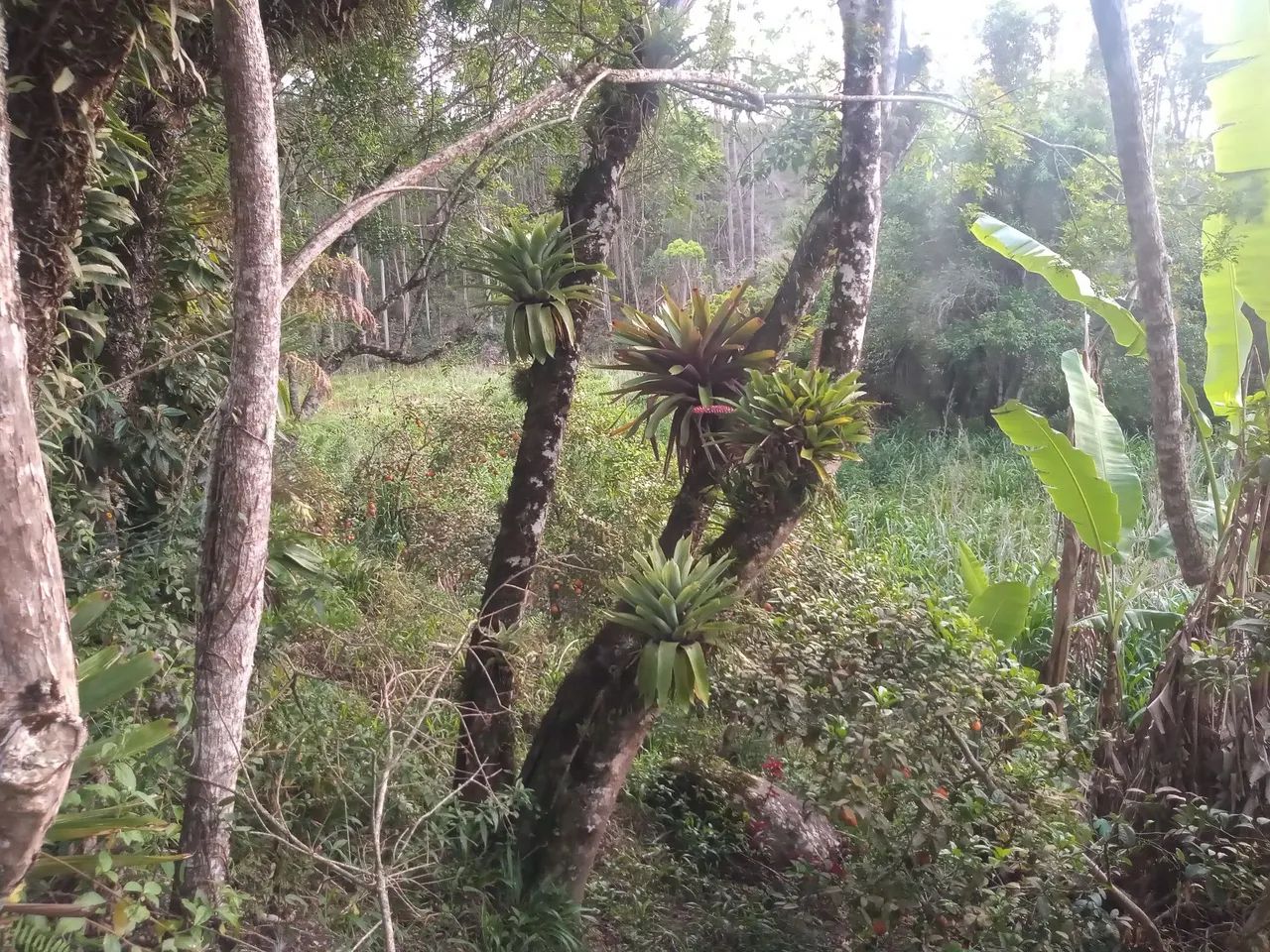 Chácara em Piedade em Ribeirão Bonito  - Foto 4