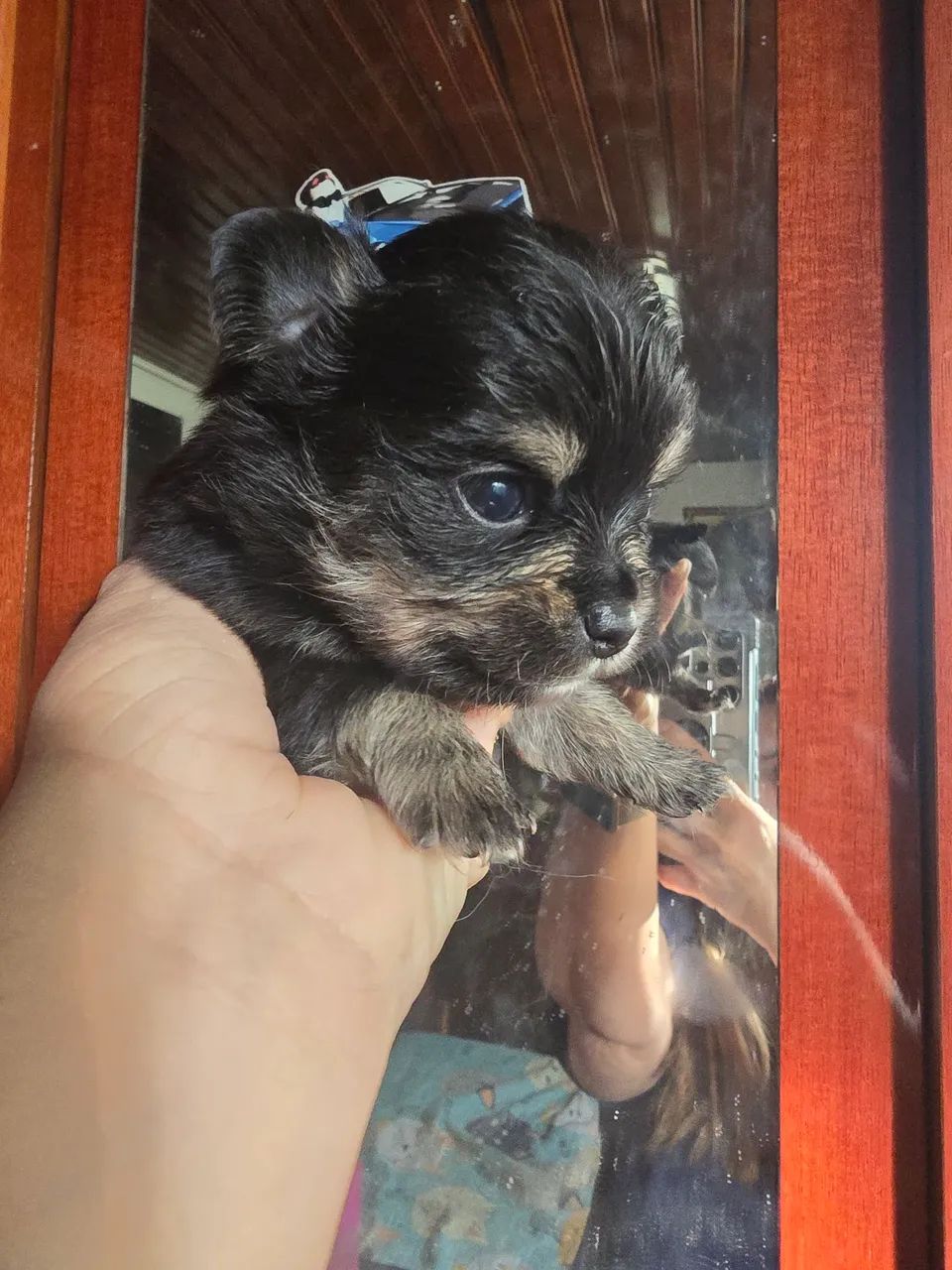 Vendo filhotes de chihuahua  - Foto 5
