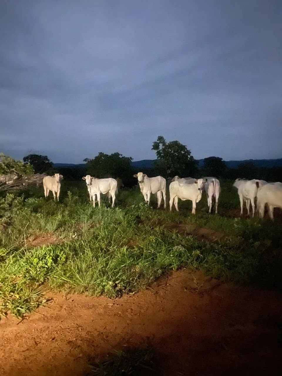 Barro alto Terra top boa água é formada e pastos divididos 100% formada  - Foto 4