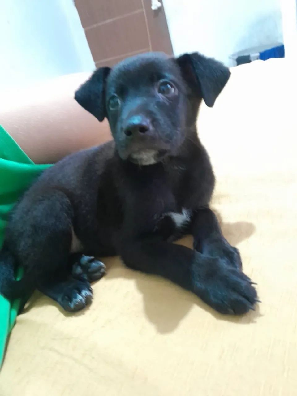 Vende-se cachorro 