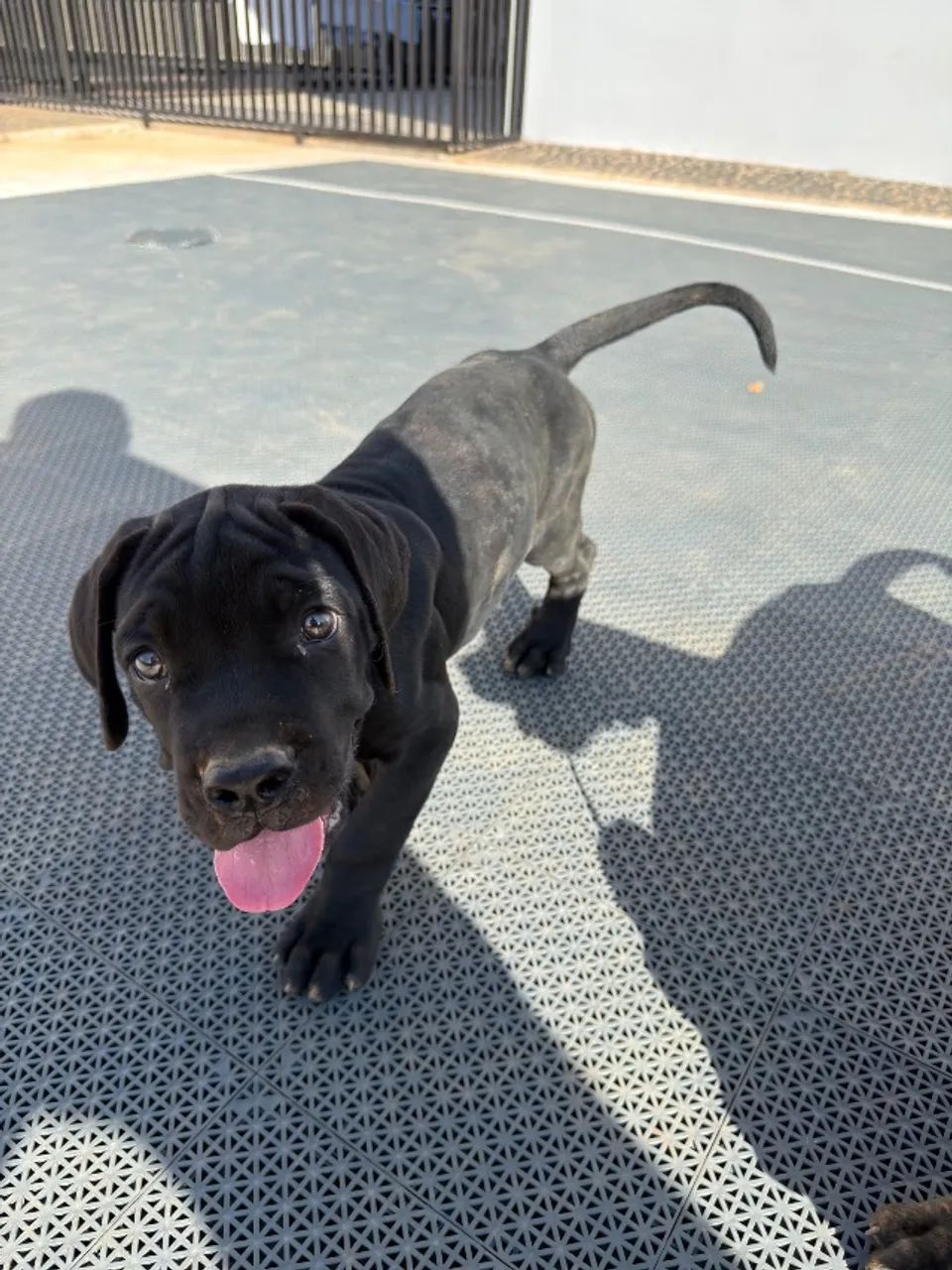 Filhote Cane Corso  - Foto 3