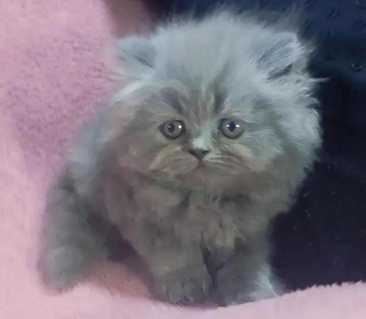 Gato persa legítimo pelagem muito macia 