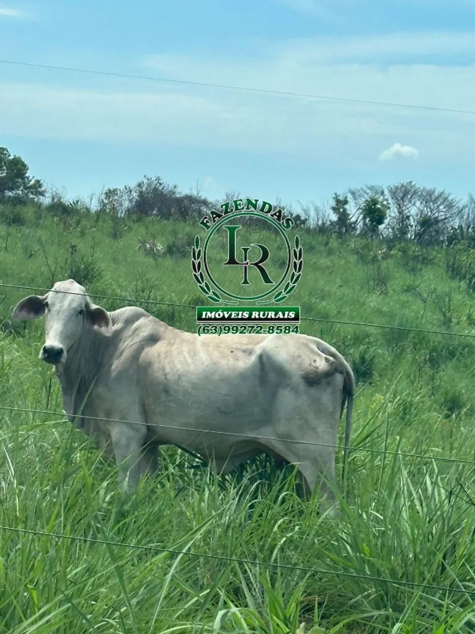Fazenda 203.5 Alqueires Dupla Aptidão Estado Tocantins - Foto 2