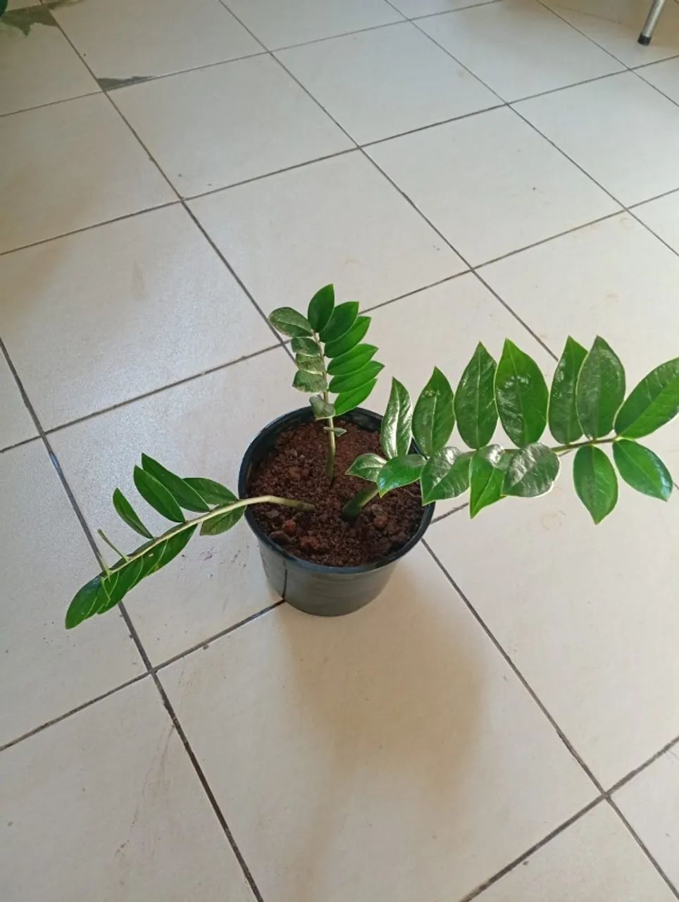 Plantas  - Foto 2