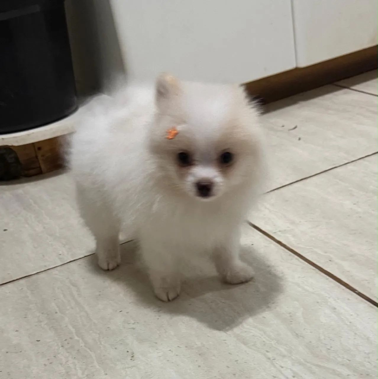 Cachorro 