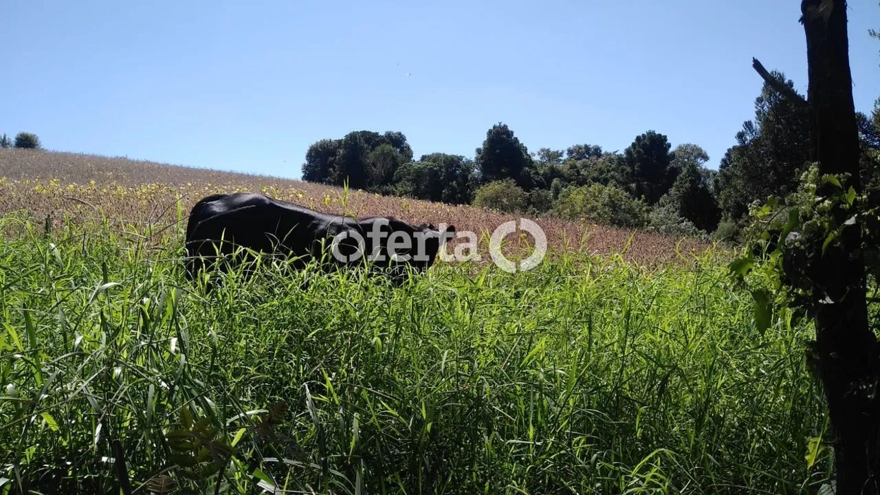 Chácara/Terreno na Lapa - Foto 5