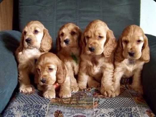 Cocker Spaniel "Carinho me incomoda."